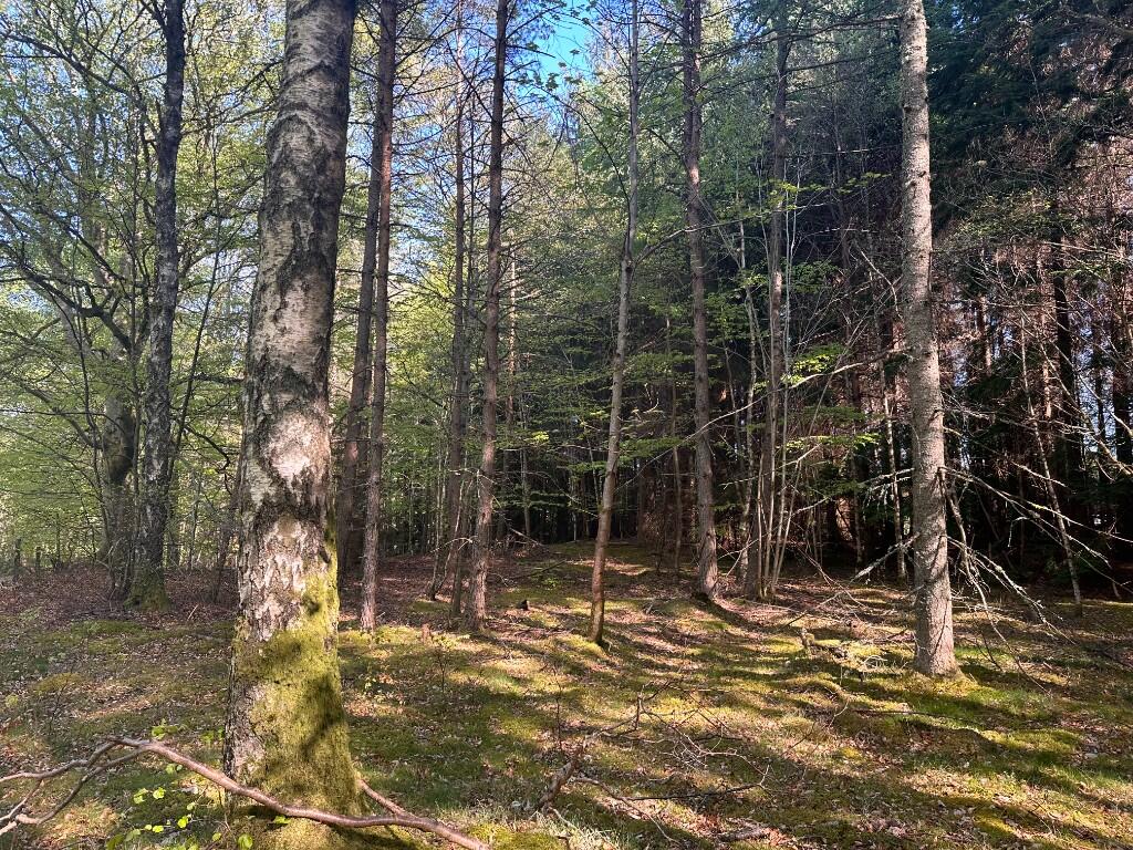 Additional image 11 of Minnonie Woodland, Falls of Feugh, AB31