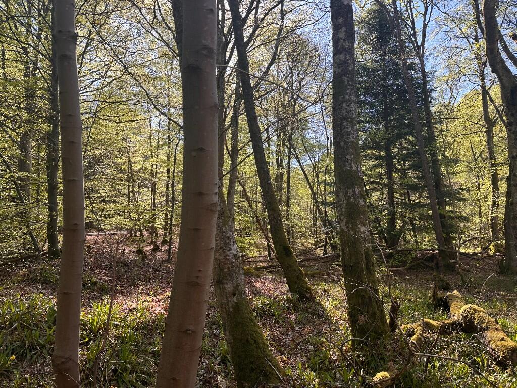 Additional image 7 of Minnonie Woodland, Falls of Feugh, AB31