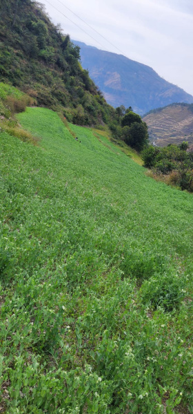 Additional image 2 of Theog, Shimla