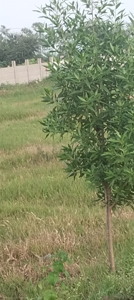 Additional image 3 of Airport Road, Bhopal