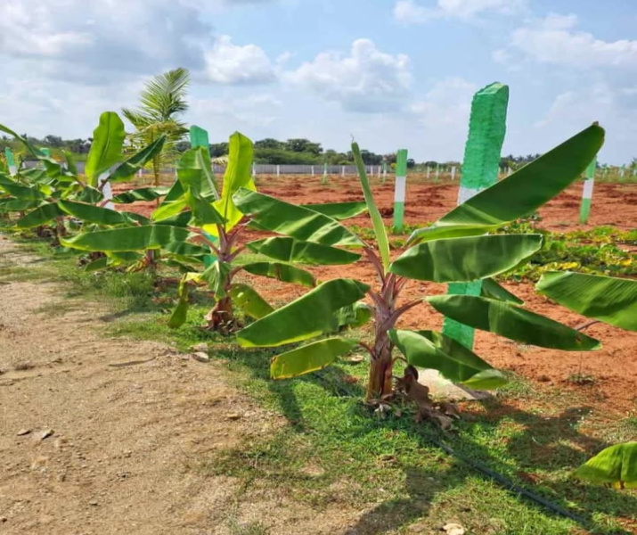 Additional image 3 of Kalpakkam To Vandalur Road, Chennai