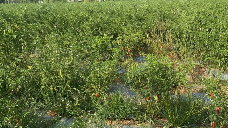 Additional image 3 of Nelamangala, Bangalore