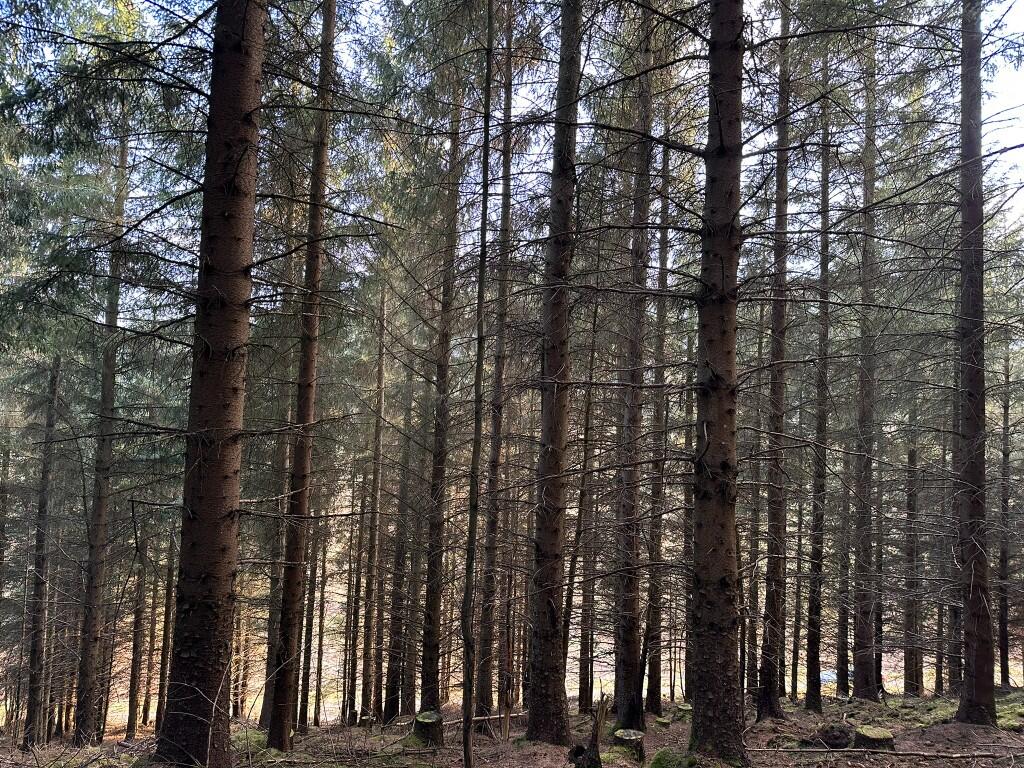 Additional image 12 of Glen of Noth Forest, Aberdeenshire AB54