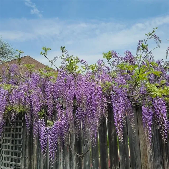 Additional image 40 of 97 Bell Ave