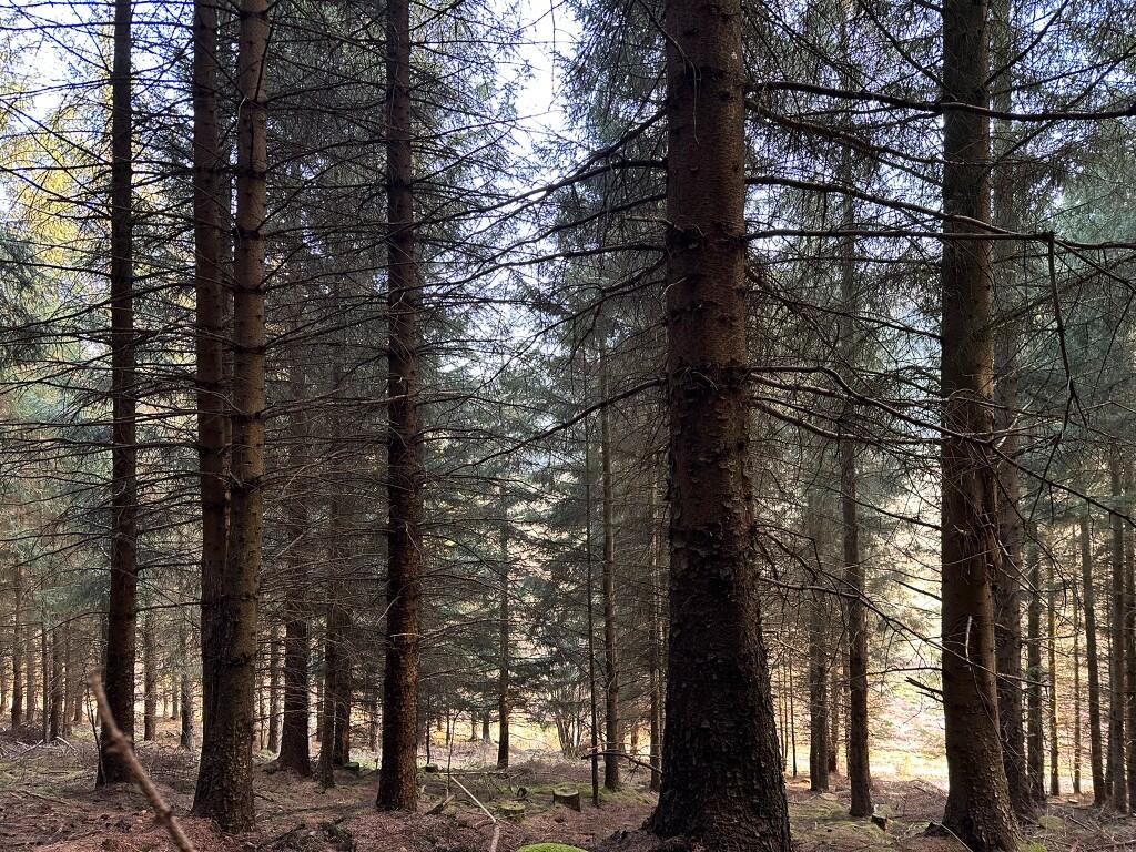 Additional image 13 of Glen of Noth Forest, Aberdeenshire AB54
