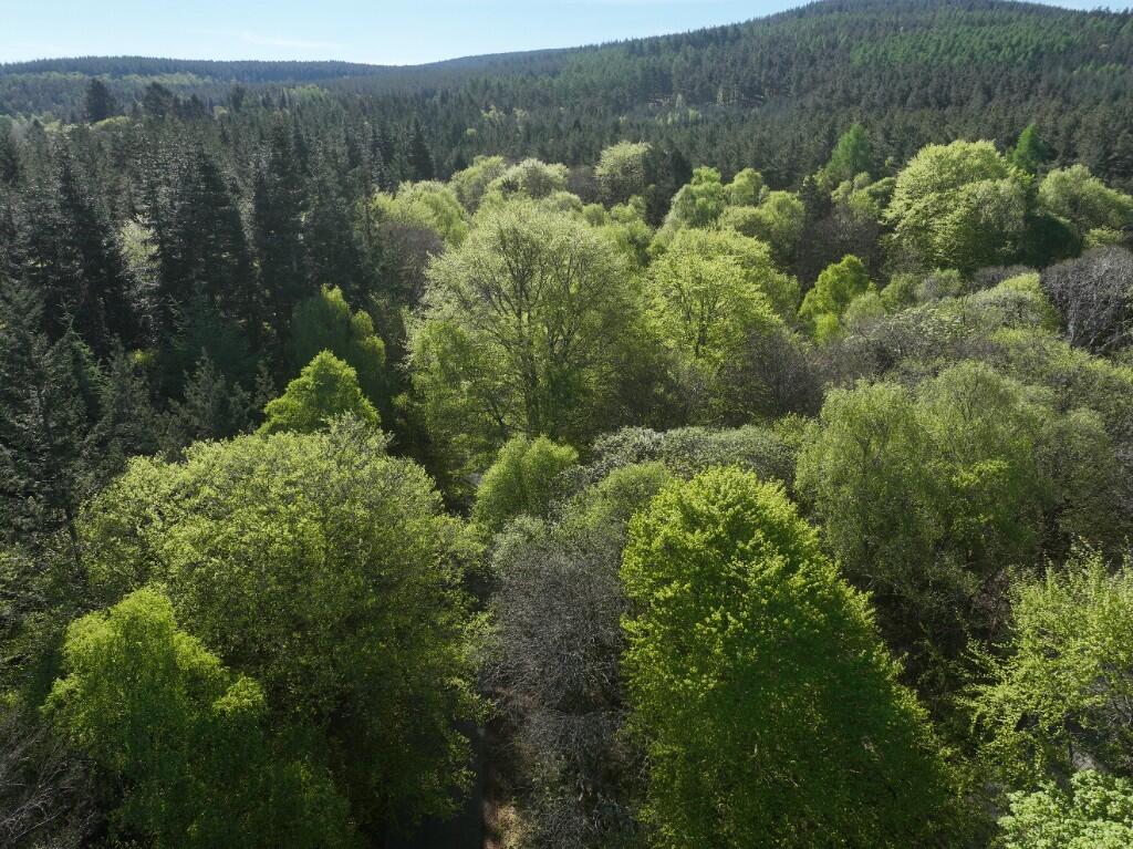 Additional image 10 of Minnonie Woodland, Falls of Feugh, AB31