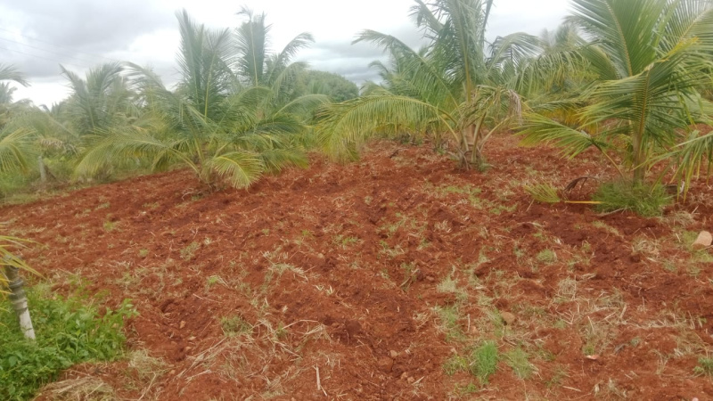 Additional image 3 of Hunsur, Mysore