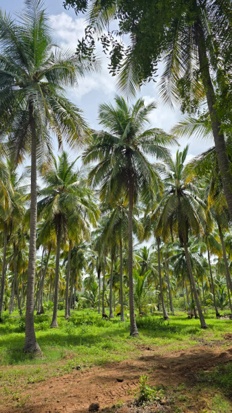 Additional image 3 of Kalavasal, Madurai