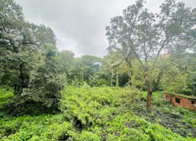 Additional image 2 of Moira, North Goa, Goa