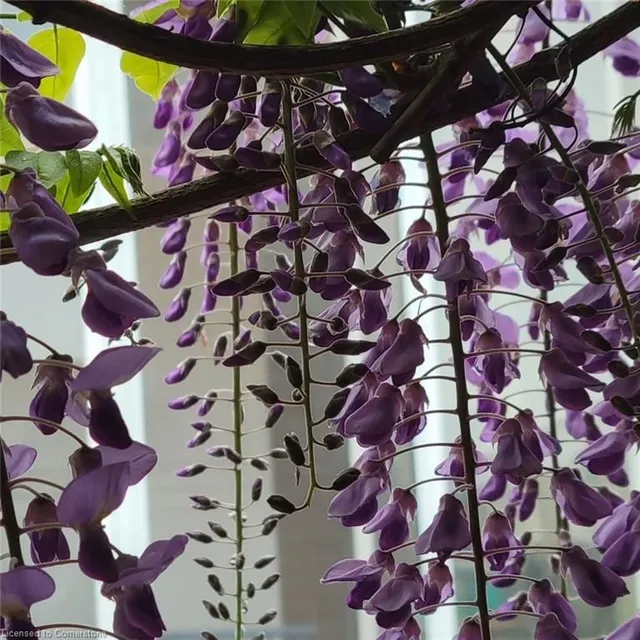 Additional image 43 of 97 Bell Ave