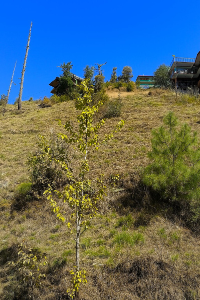 Additional image 2 of Mashobra, Shimla
