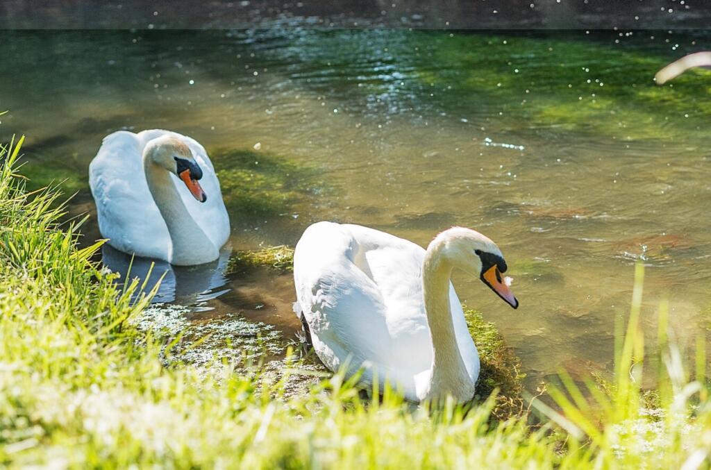 Additional image 38 of Henfords Marsh, Warminster, BA12