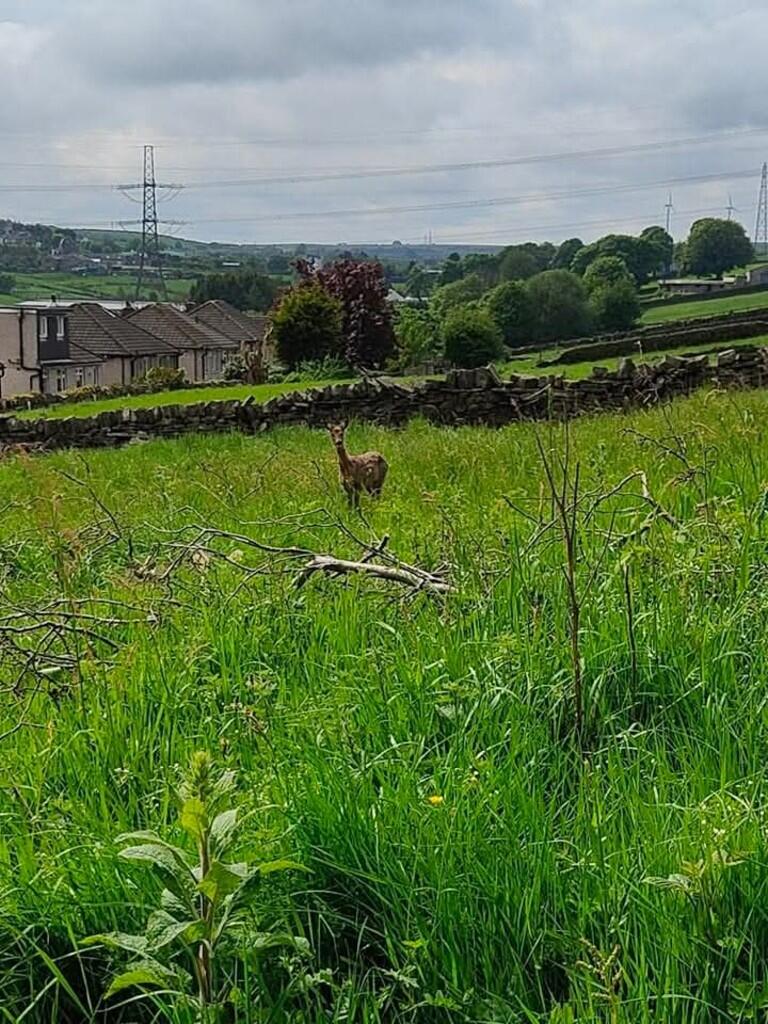 Additional image 25 of Close Head, Thornton, Bradford