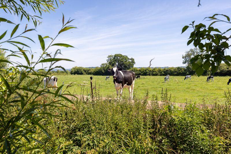 Additional image 16 of Stylish period house in a rural location on the edge of Butleigh