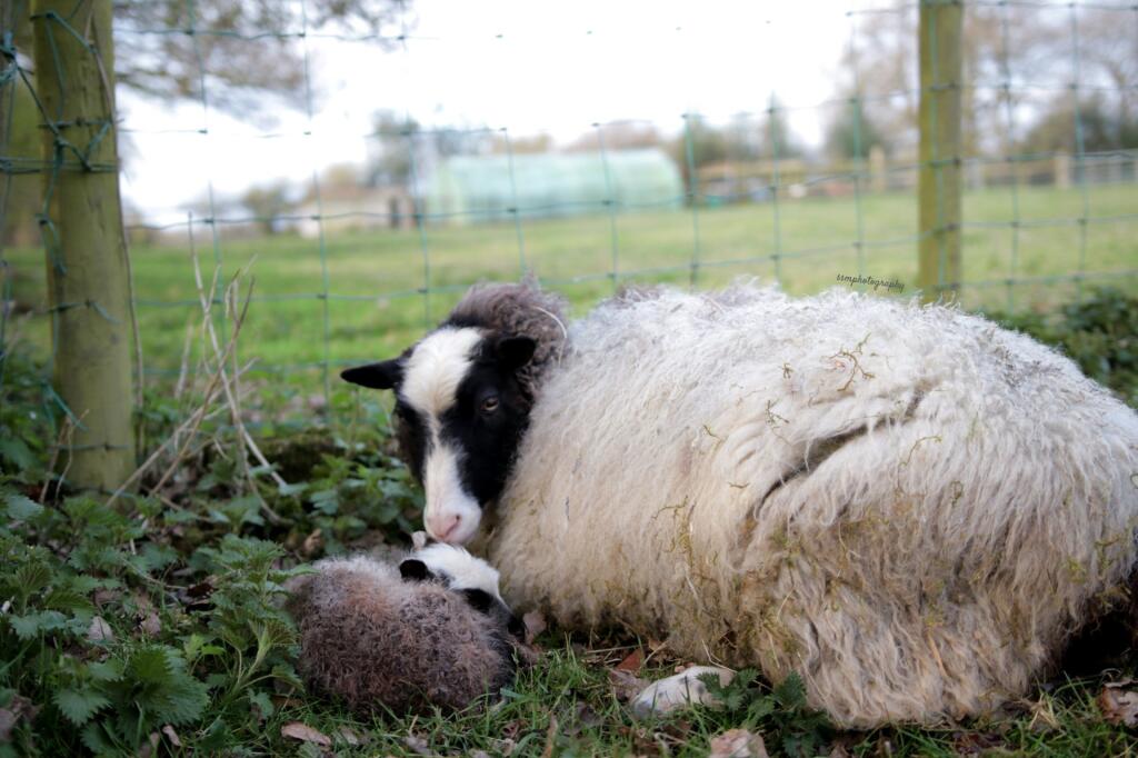 Additional image 35 of Earlswood WEST MIDLANDS