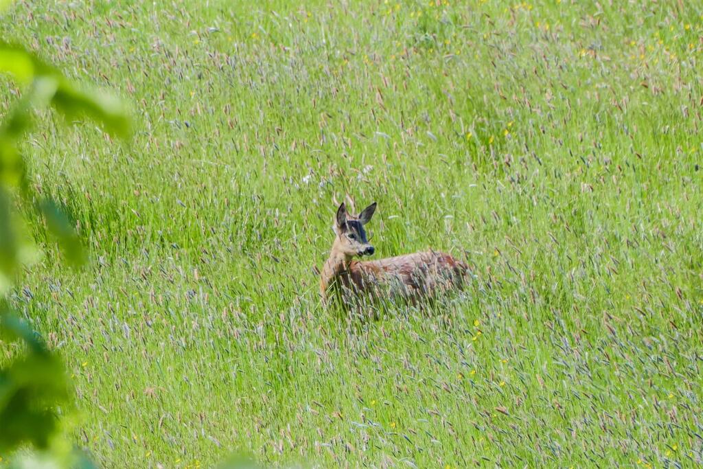 Additional image 62 of Weasel Lane, Tockholes, Darwen