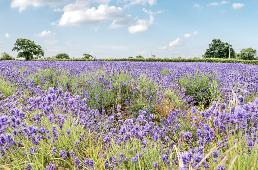 Additional image 22 of Bishop Street, Somerset, BA3