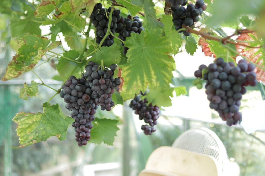 Additional image 37 of Earlswood WEST MIDLANDS