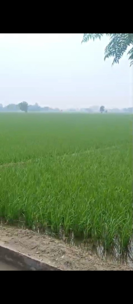 Additional image 2 of Nangal Purdil, Jalandhar