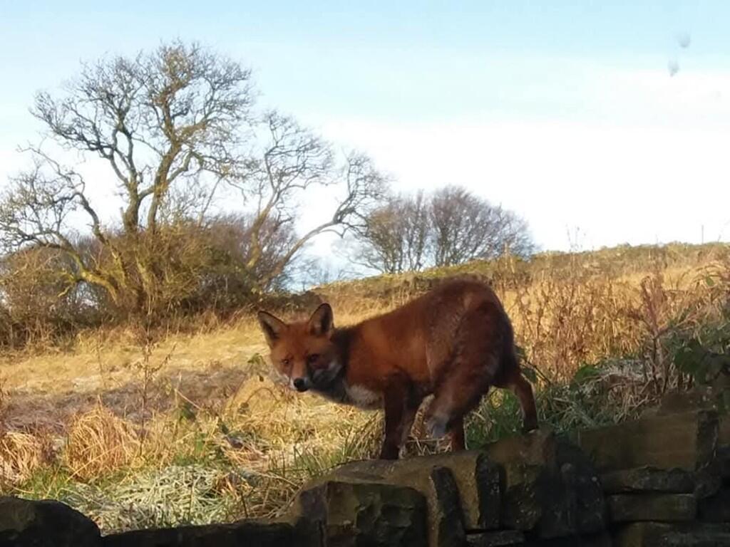Additional image 24 of Close Head, Thornton, Bradford