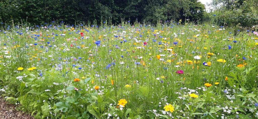 Additional image 23 of Hardington Moor, Yeovil, Somerset, BA22