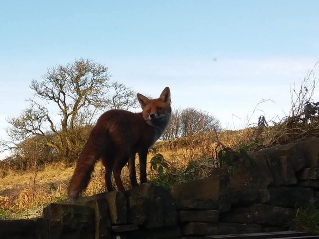 Additional image 23 of Close Head, Thornton, Bradford