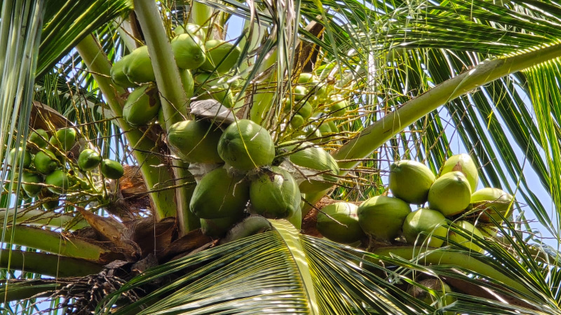 Additional image 2 of Virattipathu, Madurai