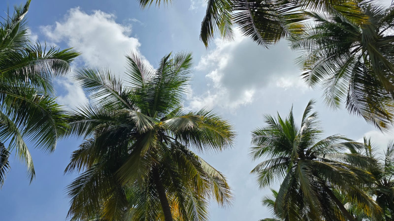 Additional image 3 of Virattipathu, Madurai