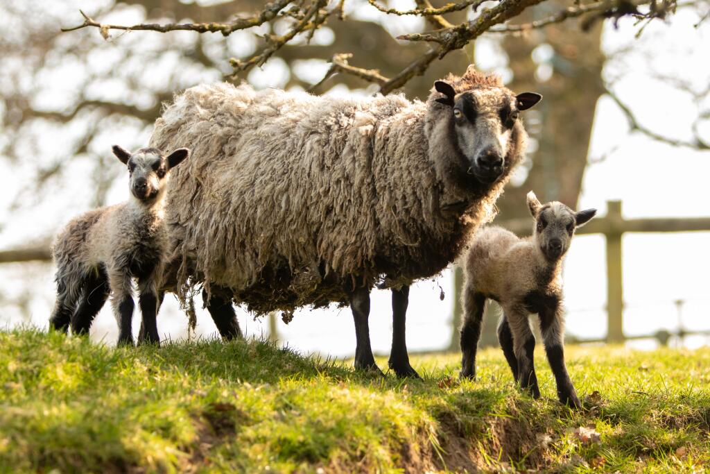 Additional image 8 of Earlswood WEST MIDLANDS