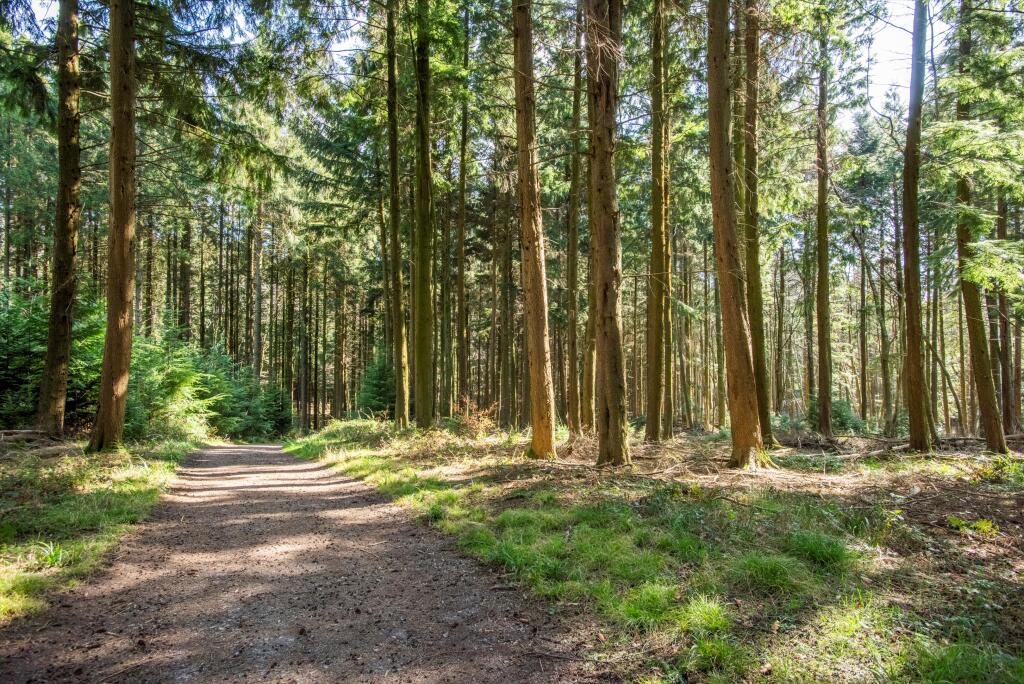 Additional image 14 of Pen Selwood, Wincanton, Somerset, BA9