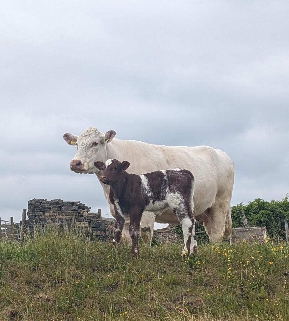 Additional image 31 of Alton Croft, Clayton, Bradford