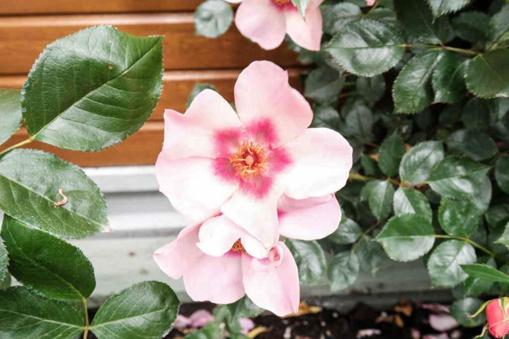 Additional image 21 of Lickey Coppice, Cofton Hackett, B45