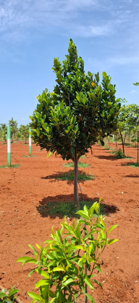 Additional image 3 of Kottakuppam, Pondicherry