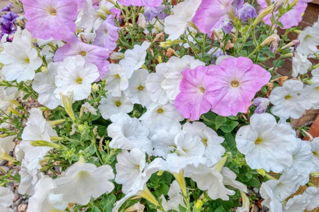 Additional image 21 of Holywell Lane, Rednal, B45