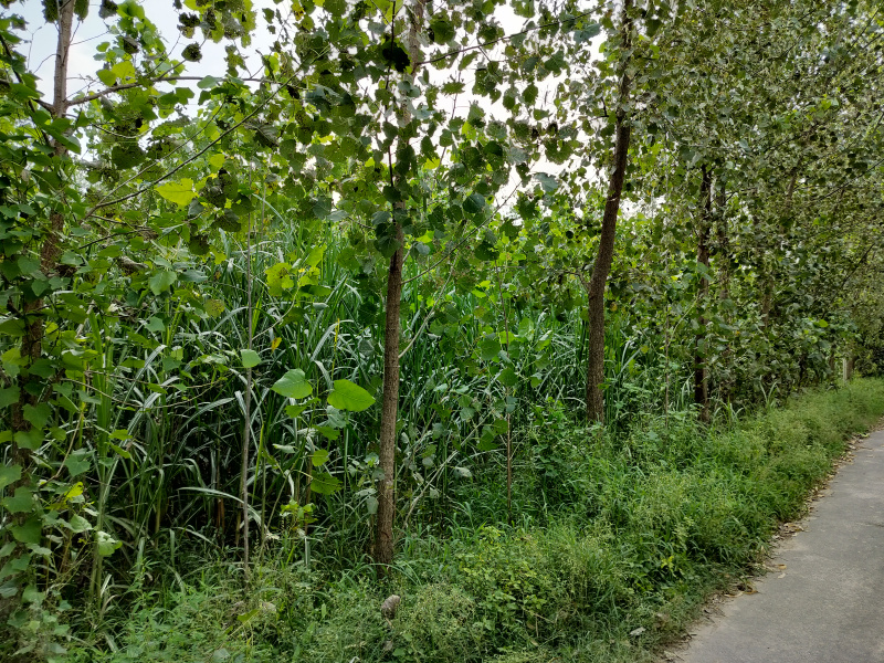 Additional image 2 of Biharigarh, Dehradun