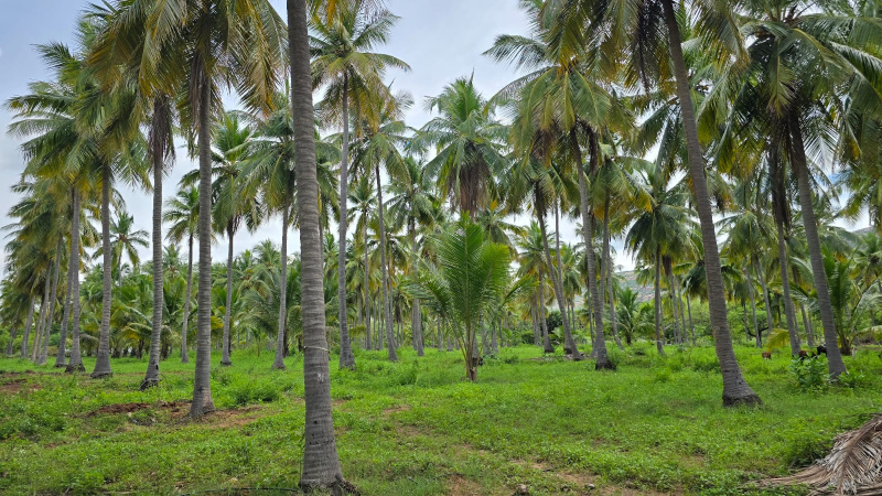 Additional image 3 of Kalavasal, Madurai
