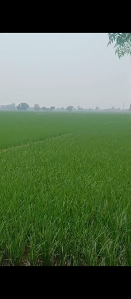 Additional image 3 of Nangal Purdil, Jalandhar