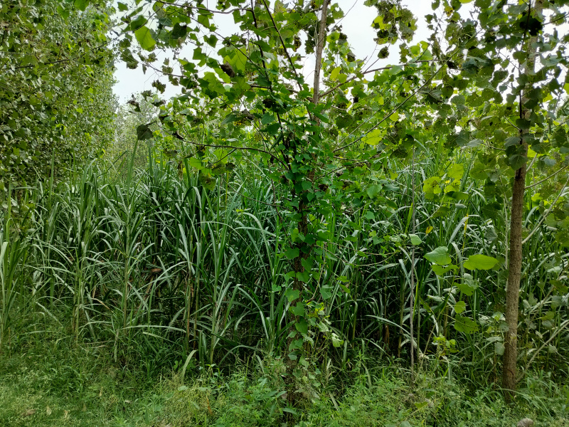 Additional image 3 of Biharigarh, Dehradun