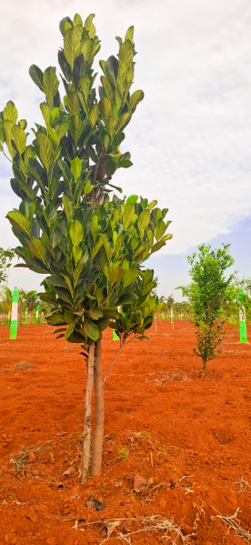 Additional image 2 of Melmaruvathur, Chennai