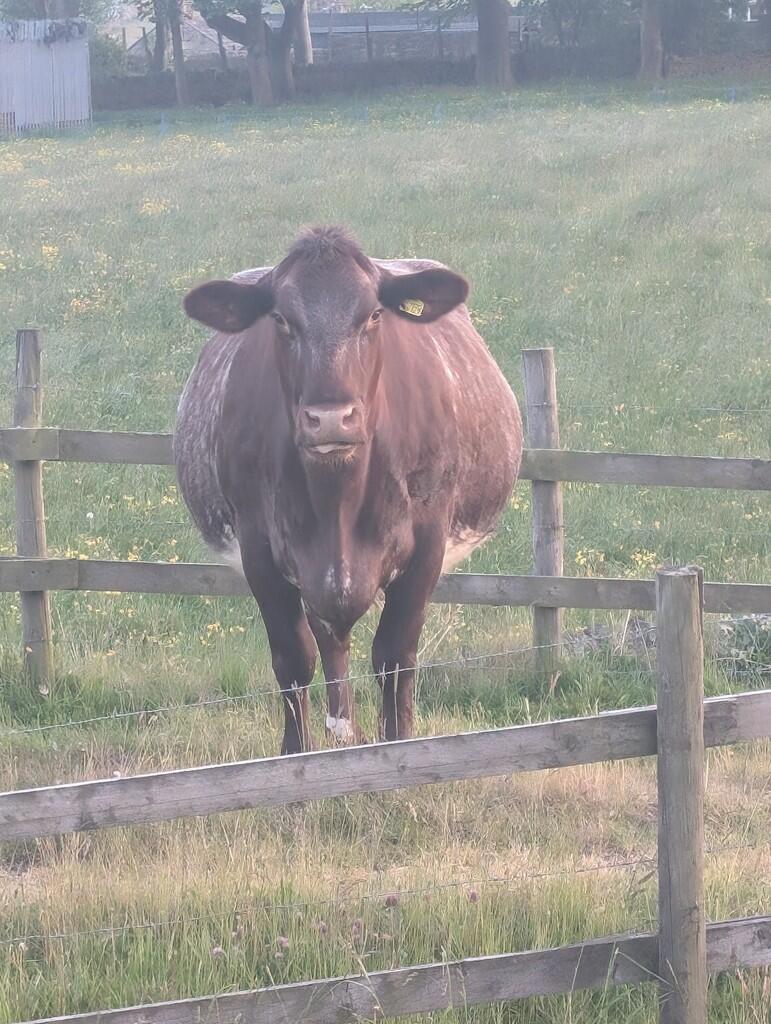 Additional image 22 of Alton Croft, Clayton, Bradford