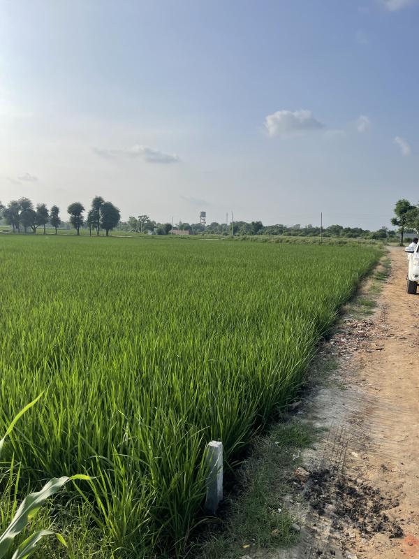 Ferozepur road, Ludhiana