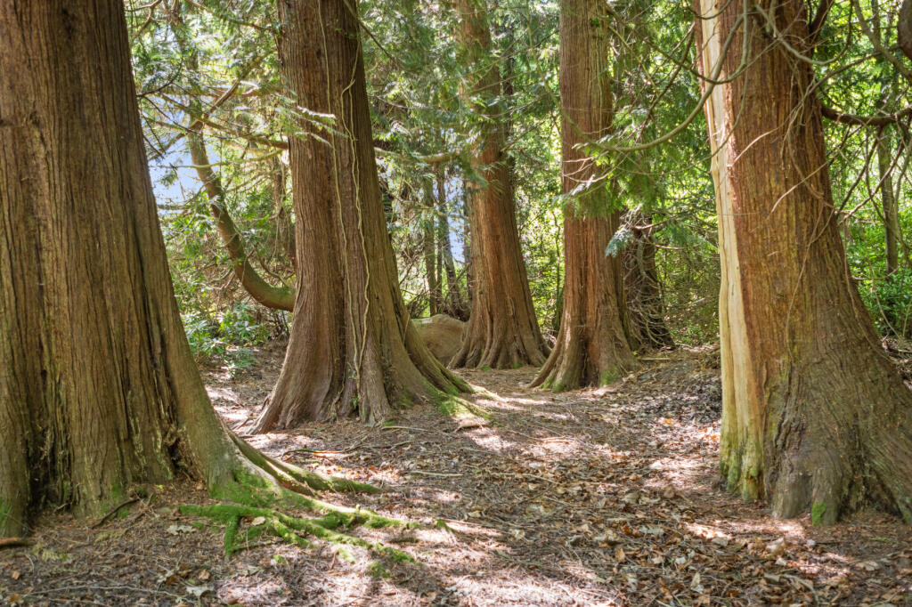 Additional image 21 of Wareham, Dorset