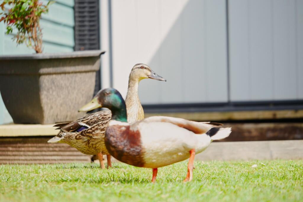 Additional image 8 of Pevensey Park Road, Westham, Pevensey, BN24