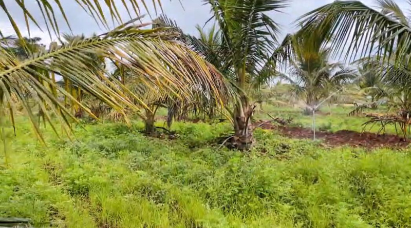 Additional image 2 of Hunsur, Mysore