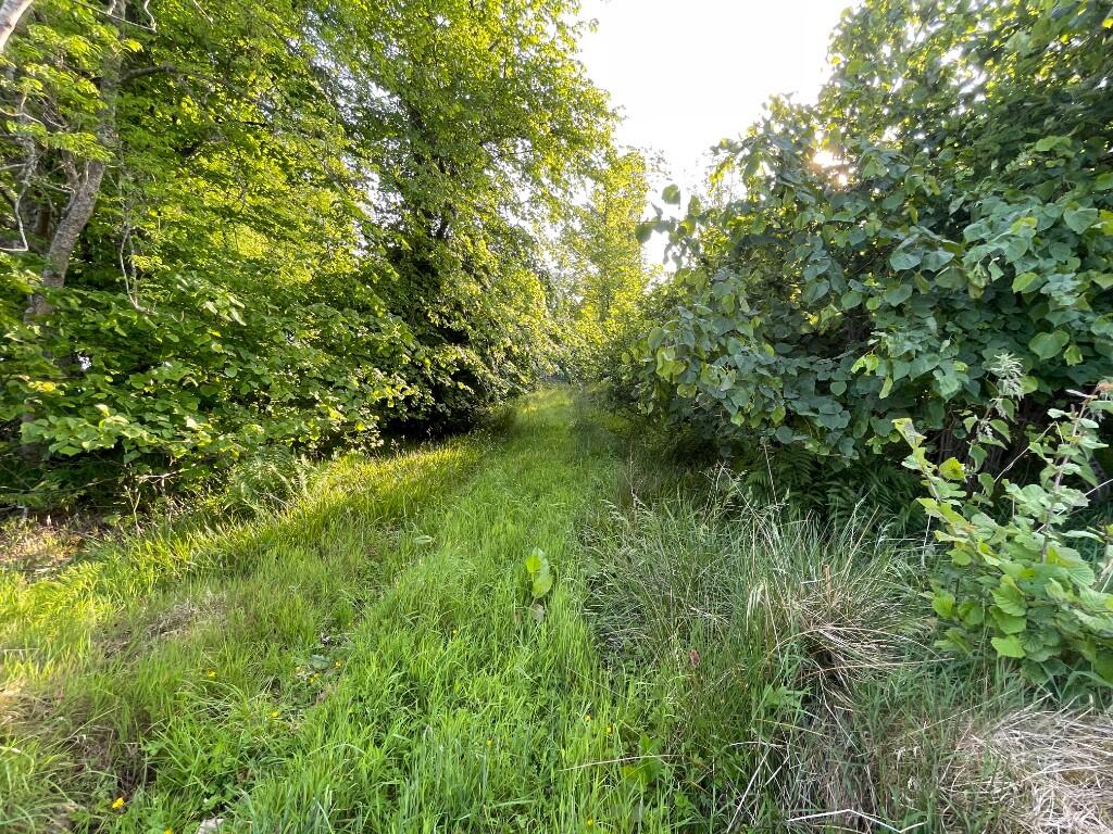 Additional image 11 of Woodland at Former Boharm Church, Mulben, Keith, AB55 6XP