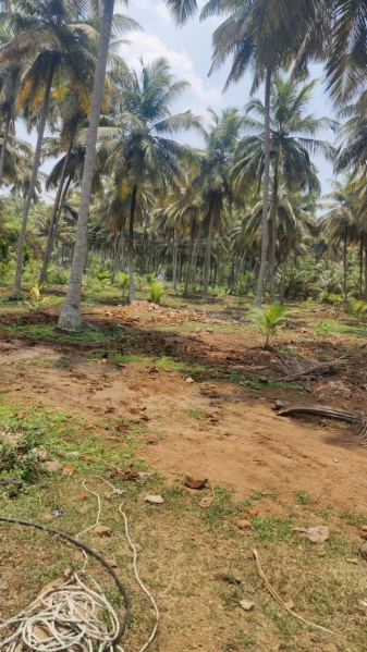 Additional image 3 of Pollachi, Coimbatore