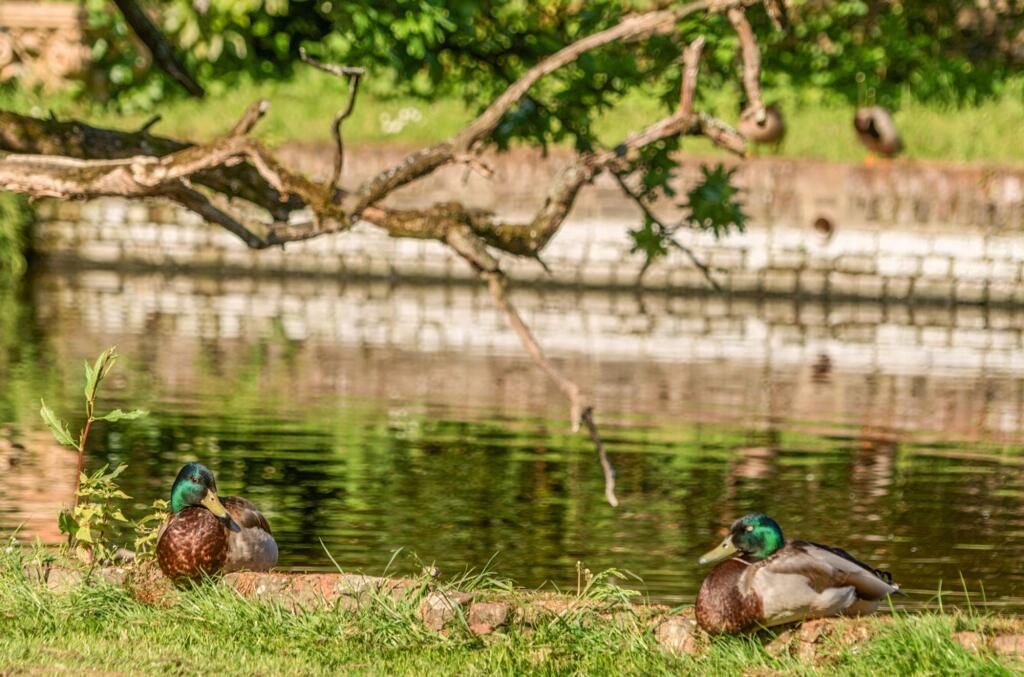 Additional image 42 of Bilsham Road, Yapton, BN18