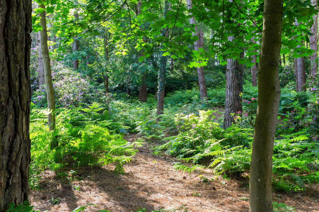 Additional image 38 of Moyles Court, Rockford, Ringwood, Hampshire, BH24