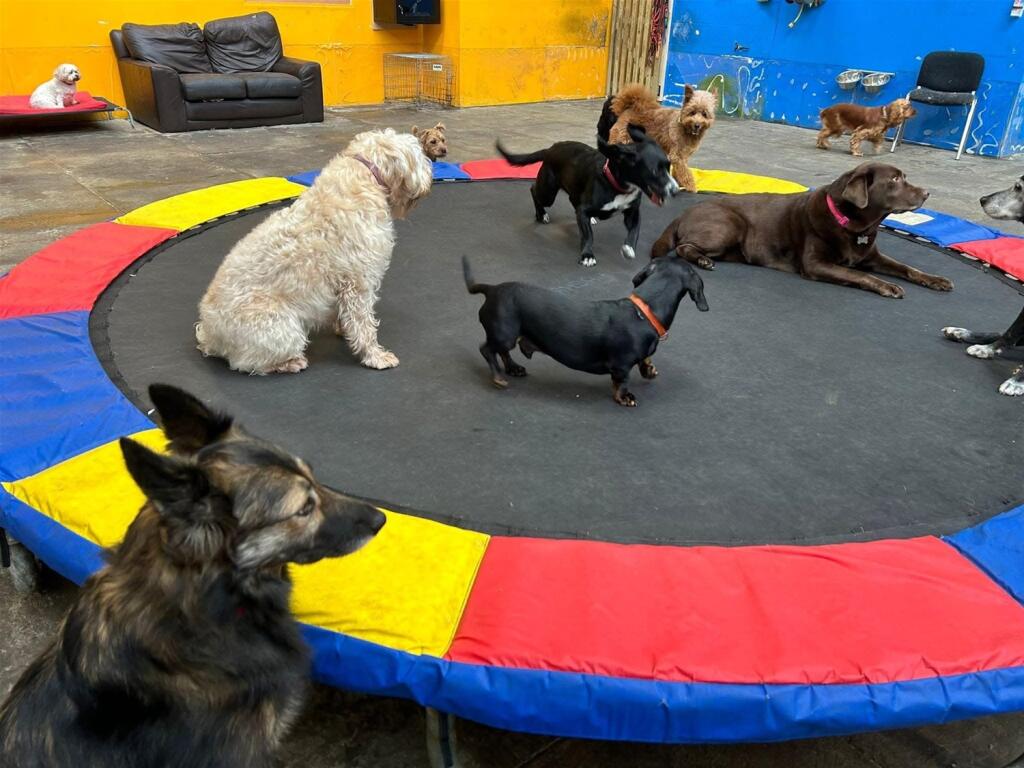 Additional image 9 of Pets, Supplies & Services, Greater Manchester