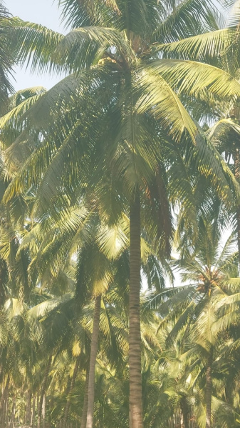 Additional image 3 of Pollachi, Coimbatore